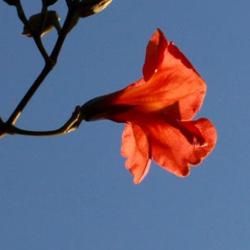 A budding flower on a tree