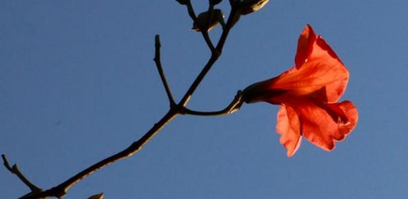 A budding flower on a tree A budding flower on a tree