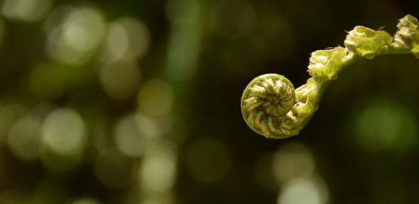 Photo by Emme Kearns Unfurling tendril of a fern - photo by Emme Kearns